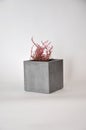 Concrete cube planter