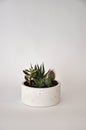 Concrete white cylinder planter pot