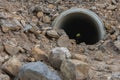 Concrete drain pipe under the ground