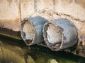 Concrete drainage or sewerage pipes, dirty water and environment pollution Royalty Free Stock Photo