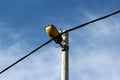 Concrete electrical utility pole with thick black electrical wires and old antique retro vintage street lamp Royalty Free Stock Photo