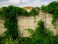 Concrete fence overgrown with lush ivy foliage Royalty Free Stock Photo