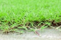 Concrete floor and green grass Royalty Free Stock Photo