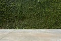 Concrete floor and green leaf ivy plant covered stone fence Royalty Free Stock Photo