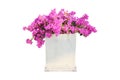 Concrete flower pot with pink bougainvillea flowers isolated on white background with clipping path Royalty Free Stock Photo