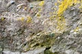 Concrete gray old stone wall texture with shards of various stones of different shapes covered with yellow moss Royalty Free Stock Photo