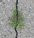 Concrete jungle - a weed growing in cracked asphalt