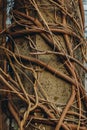 Concrete lamppost entwined with wild grape vines against a clear sky. autumn, spring