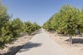 Concrete path in evergreen trees