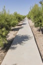 Concrete path in evergreen trees