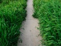 Concrete path among lush green grass. Walking path Royalty Free Stock Photo