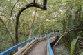 concrete path through mangrove forest famous for eco tourism