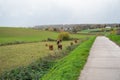 Concrete path on the side of a green feld with grazing cows Royalty Free Stock Photo