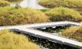 Concrete pathway outdoor in the forest park with swamp. Royalty Free Stock Photo