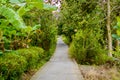 Concrete pathway or walkway in jungle forest Royalty Free Stock Photo