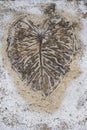 Concrete pavement with brown leaf and veins imprint background texture Royalty Free Stock Photo