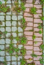 Concrete pavement on public pave way. Small square tiles. Urban pave with grass Royalty Free Stock Photo