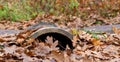 Concrete pipe for draining water strewn with fallen leaves Royalty Free Stock Photo