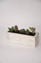 Concrete square plant pot with Succulents