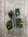 Concrete pots with various succulents in 8 shaped composition