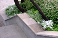 Concrete retaining wall at the large staircase in the park the flowerbed area is planted with rich greenery of perennials granite