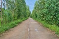 Concrete road with eucalyptus trees on both sides