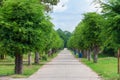 Concrete road with tree Royalty Free Stock Photo