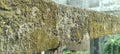 Concrete roof of the house with thick moss.