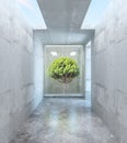 Concrete room with tree Royalty Free Stock Photo