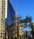 The green of the tree resists even in an increasingly vertical city. Royalty Free Stock Photo