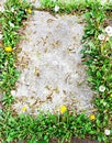 A concrete slab surrounded by dandelions. Royalty Free Stock Photo