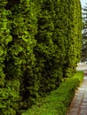 Concrete slab walkway along bushes and thuja trees