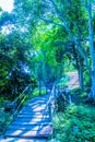 Concrete stair in national park Royalty Free Stock Photo