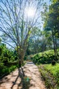 Concrete stair in national park Royalty Free Stock Photo