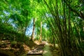 Concrete stair and trail in national park Royalty Free Stock Photo