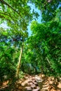 Concrete stair and trail in national park Royalty Free Stock Photo