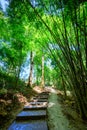 Concrete stair and trail in national park Royalty Free Stock Photo