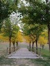 Concrete stairs between green and yellow trees Royalty Free Stock Photo