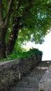 Concrete steps by the tree