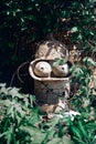 The concrete stone head of a Bender robot from the Futurama cartoon stands among green foliage