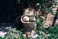 The concrete stone head of a Bender robot from the Futurama cartoon stands among green foliage