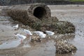 Concrete stormwater pipe draining rain water into sea Royalty Free Stock Photo