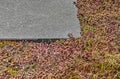 Concrete tile and sedum