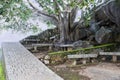 Concrete tiles path, a big tree and rock made benches