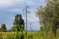 Concrete utility poles connected with electrical wires and surrounded with trees and other vegetation on cloudy blue sky backgroun
