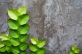 Concrete wall as background with green creepers