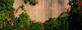 Concrete wall covered with branches of wild grapes. Web banner. Royalty Free Stock Photo