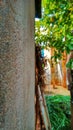 Concrete wall and green tree combination