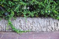 Concrete wall green tree and old floor on background Royalty Free Stock Photo