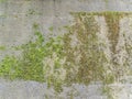 Texture concrete wall with growing green moss Royalty Free Stock Photo